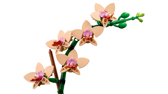 Mini Orchid