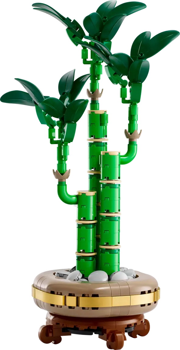 Lucky Bamboo