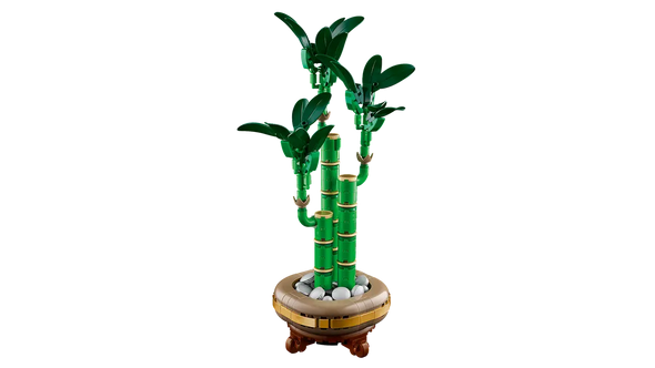 Lucky Bamboo