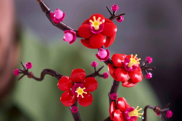 Plum Blossom