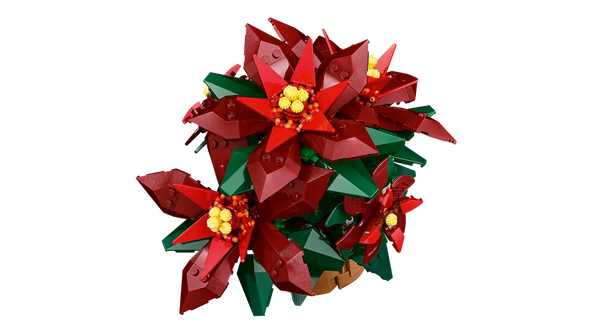 Poinsettia