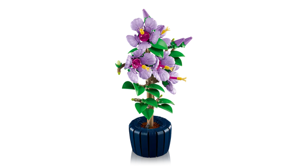 Hibiscus