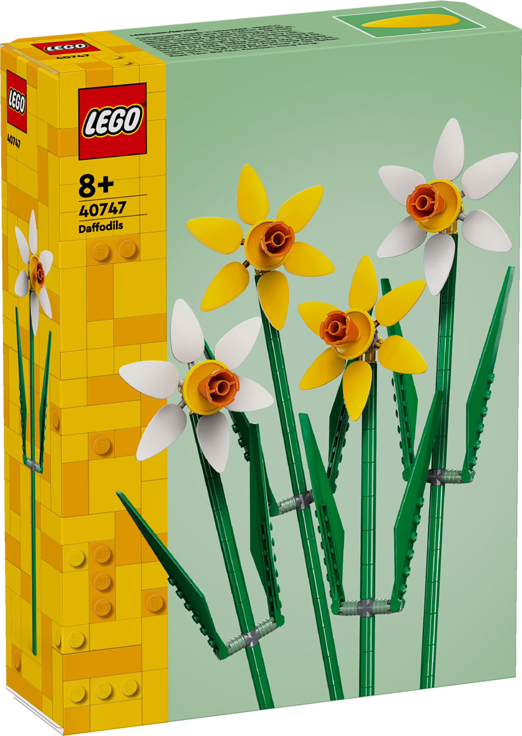 Daffodils 2024