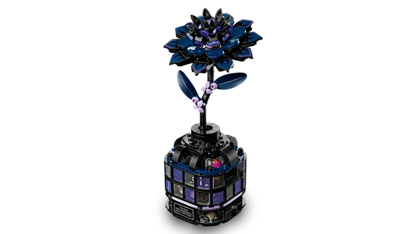 Black Dahlia Flower