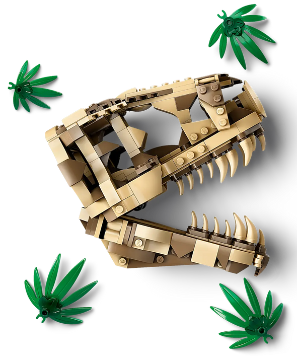 Dinosaur Fossils: T. rex Skull
